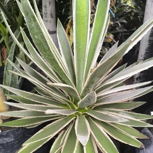 Agave variegado