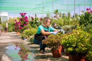 10 Beneficios de Tener Plantas en Casa y en la Oficina