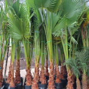 Palmera abanico