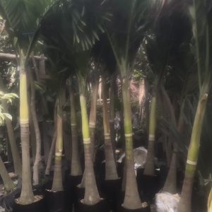 Palmera bequias